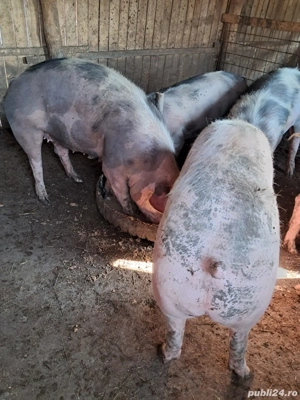 Vand porci - imagine 3