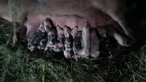 Pietrain, recunoscuți pentru carnea lor slabă.  - imagine 2