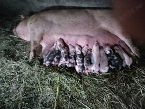 Pietrain, recunoscuți pentru carnea lor slabă.