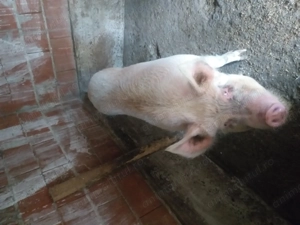 Vand porc duroc 240 kg