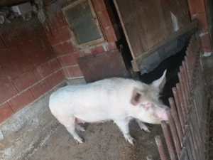 Vand porc duroc 240 kg - imagine 4