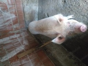 Vand porc duroc 240 kg - imagine 2