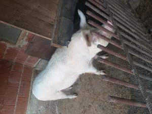 Vand porc duroc 240 kg - imagine 5