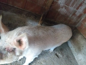 Vand porc duroc 240 kg - imagine 3