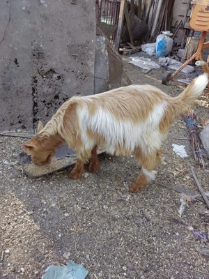 Vând iezi, iede și capre