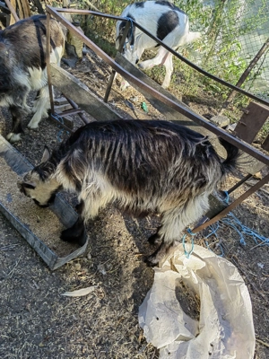 Vând iezi, iede și capre - imagine 4 Vând iezi, iede și capre - imagine 4