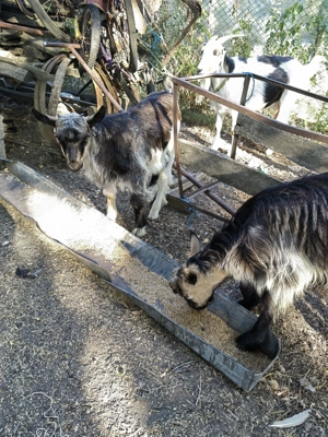 Vând iezi, iede și capre - imagine 5 Vând iezi, iede și capre - imagine 5