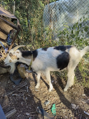 Vând iezi, iede și capre - imagine 3 Vând iezi, iede și capre - imagine 3