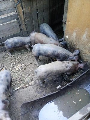 Vând purcei 3 luni jumate 