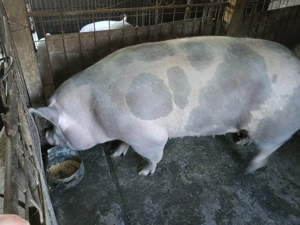 Porci de vanzare