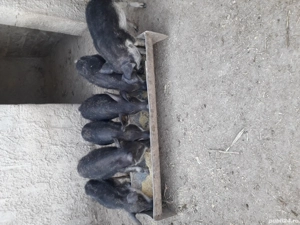 purcei si suldei mangalita.