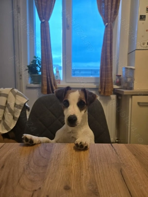 Junior jack russel 8 luni fetita