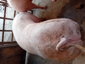 Porc de vanzare....... - imagine 3