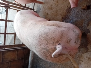 Porc de vanzare.......