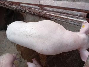 Porc de vanzare....... - imagine 5