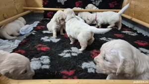 Pui Golden Retriever cu Pedigree - imagine 3