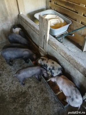  Vand Purcei 10 saptamani - imagine 2