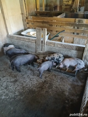  Vand Purcei 10 saptamani - imagine 3