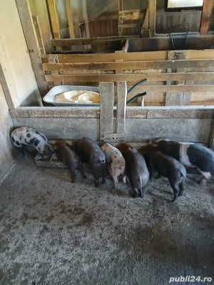  Vand Purcei 10 saptamani - imagine 5