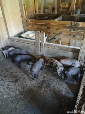  Vand Purcei 10 saptamani - imagine 4