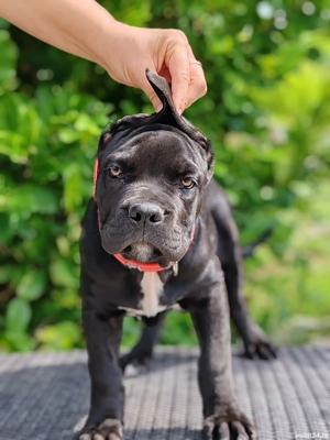 Carne corso disponibile  - imagine 3 Carne corso disponibile  - imagine 3