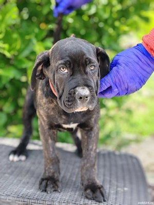 Carne corso disponibile  - imagine 4 Carne corso disponibile  - imagine 4