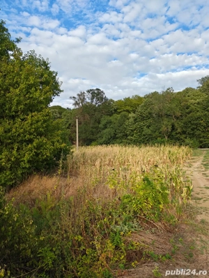 Vand teren agricol la padure, langa Cetatuia! - imagine 3