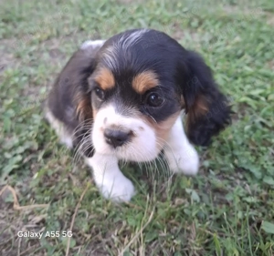 Cavalier King Charles Spaniel