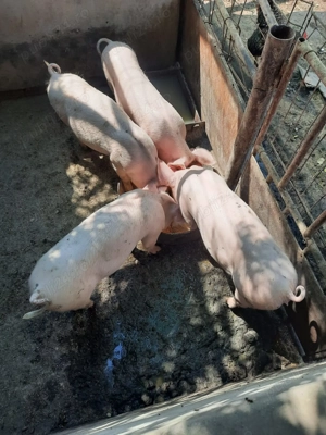 Purcei 3 luni metis marele alb cu pietrain, 30-50 kg , 20 lei kg 