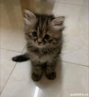 norvegiana de padure