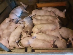 Super Ofertă Pureci petrean belgian de vînzare . - imagine 3