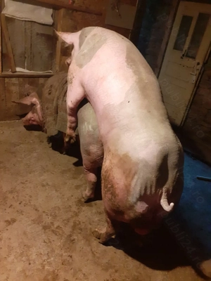 Super Ofertă Pureci petrean belgian de vînzare . - imagine 5