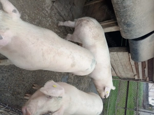 Vând porci! - imagine 4