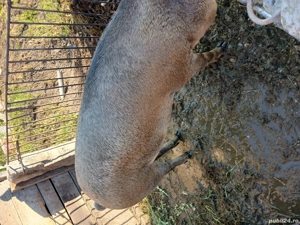 vind porci de sacrificat - imagine 2