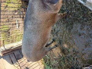 vind porci de sacrificat