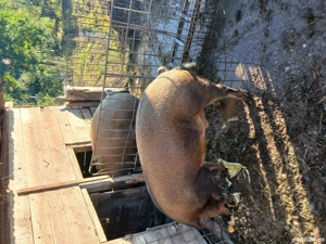 vind porci de sacrificat - imagine 3