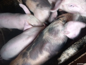 Purcei de vânzare  - imagine 2