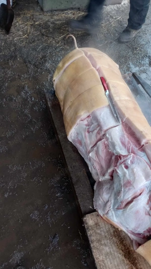 Vand porci, crescuti cu porumb.