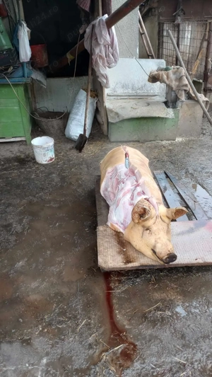 Vand porci, crescuti cu porumb. - imagine 3 Vand porci, crescuti cu porumb. - imagine 3