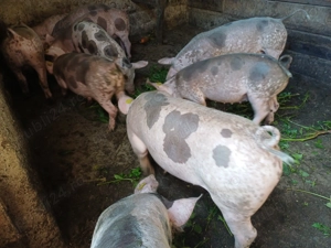 Vând șoldănei pietrain belgian de15săptamâni rasă de carne - imagine 3