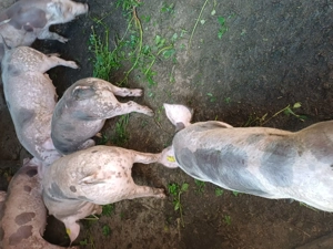 Vând șoldănei pietrain belgian de15săptamâni rasă de carne - imagine 5