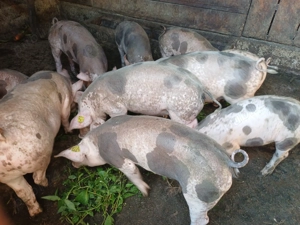 Vând șoldănei pietrain belgian de15săptamâni rasă de carne - imagine 2