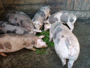 Vând șoldănei pietrain belgian de15săptamâni rasă de carne