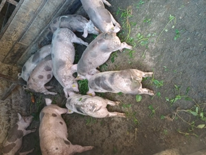 Vând șoldănei pietrain belgian de15săptamâni rasă de carne - imagine 6