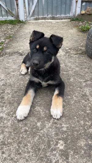 Vând sau schimb Ciobanesc german femelă 