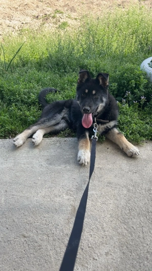 Vând ciobănesc german femelă deparazitat și vaccinat  - imagine 5