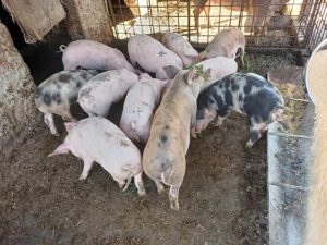 Vând șoldănei din scroafă duroc și vier landracede 14săptămâni  - imagine 3