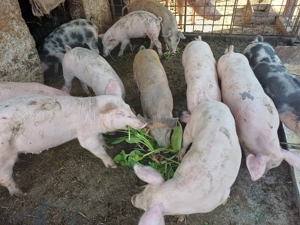 Vând șoldănei din scroafă duroc și vier landracede 14săptămâni  - imagine 2
