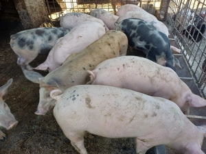 Vând șoldănei din scroafă duroc și vier landracede 14săptămâni  - imagine 5