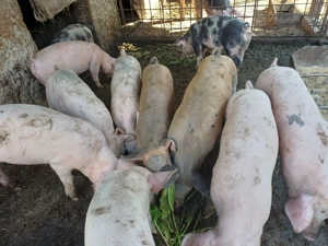 Vând șoldănei din scroafă duroc și vier landracede 14săptămâni 